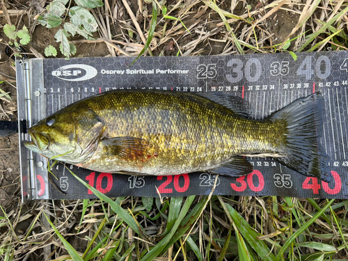 スモールマウスバスの釣果