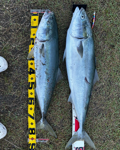 ブリの釣果