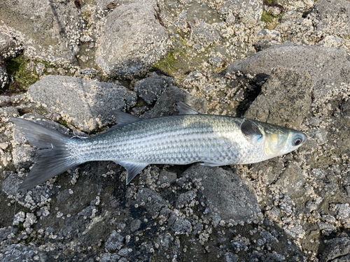 ボラの釣果