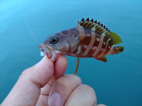 アカハタの釣果