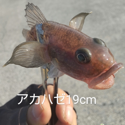 アカハゼの釣果