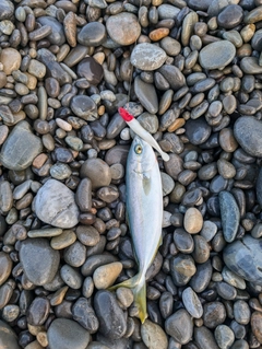 ワカナゴの釣果