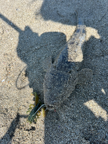 マゴチの釣果