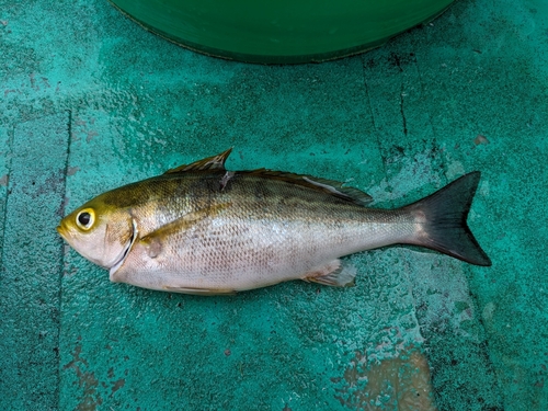 イサキの釣果