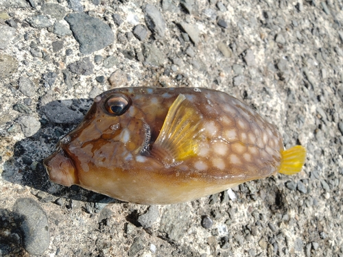 ハコフグの釣果