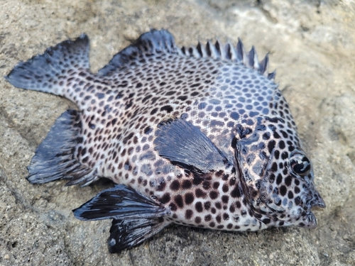 イシガキダイの釣果