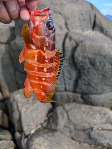 アカハタの釣果