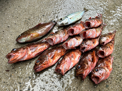 アラカブの釣果