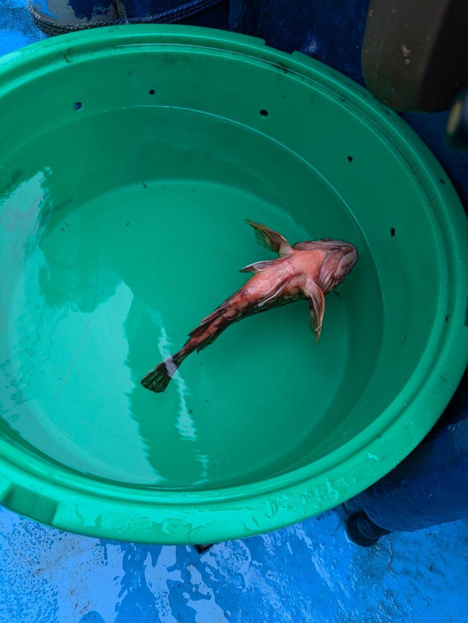 アングラー13993089さんの釣果 3枚目の画像