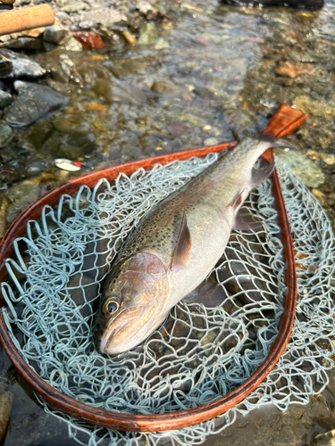 ニジマスの釣果