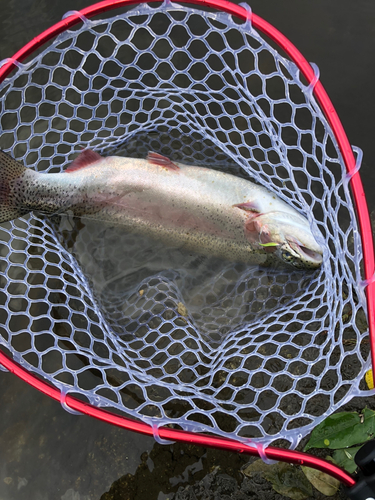 ニジマスの釣果