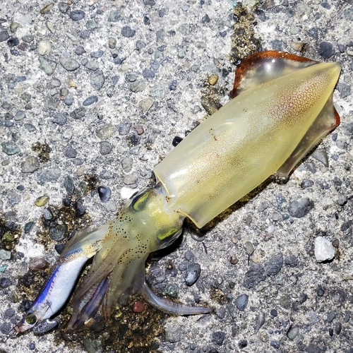 ケンサキイカの釣果