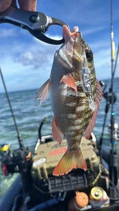 イソフエフキの釣果