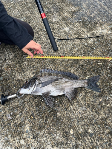 チヌの釣果