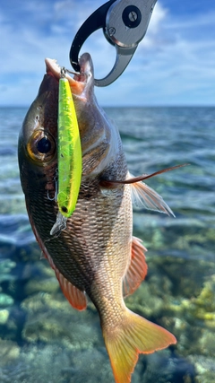 イソフエフキの釣果