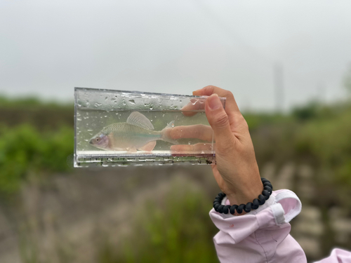 カネヒラの釣果