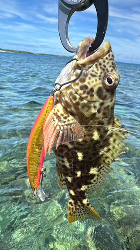 イソゴンベの釣果