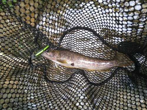 ニッコウイワナの釣果