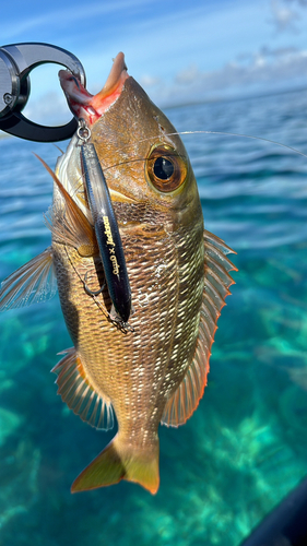 イソフエフキの釣果