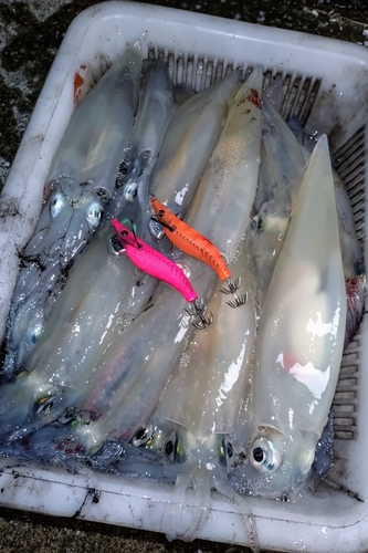 ケンサキイカの釣果