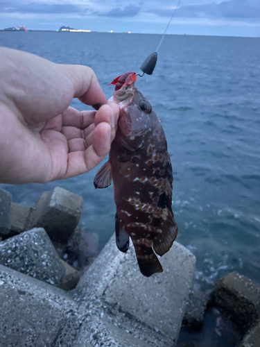 アコウの釣果