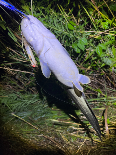 マナマズの釣果