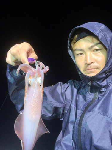 シロイカの釣果