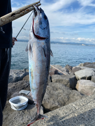 マルソウダの釣果