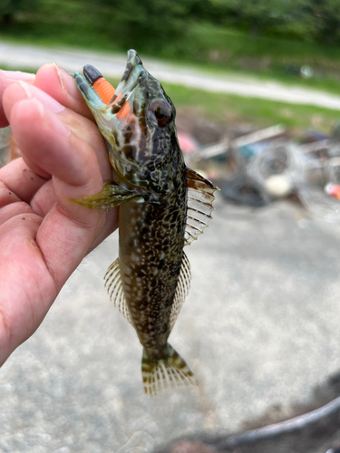 アナハゼの釣果