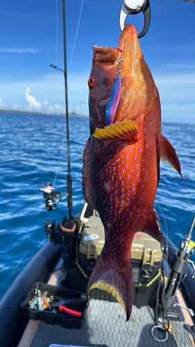 バラハタの釣果