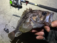 クロソイの釣果