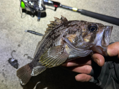 クロソイの釣果