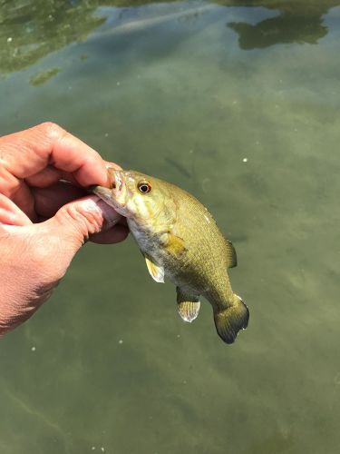 スモールマウスバスの釣果