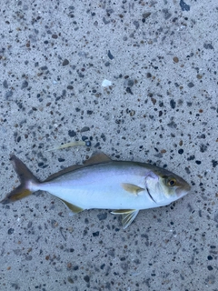 ショゴの釣果