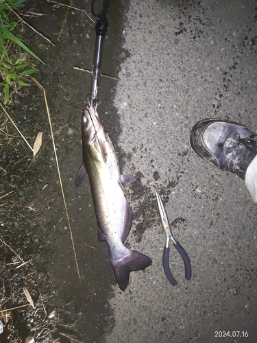 アメリカナマズの釣果