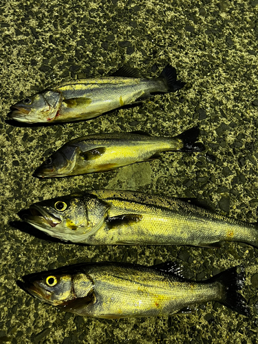 シーバスの釣果