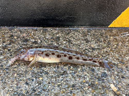 サビハゼの釣果