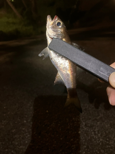 クロムツの釣果