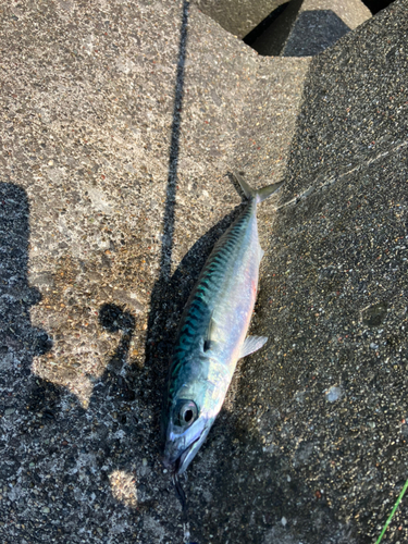 マサバの釣果