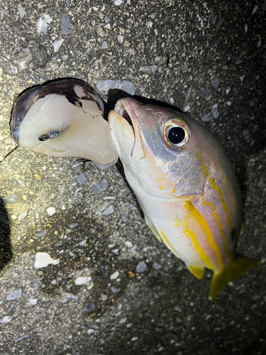 ヤマトビーの釣果