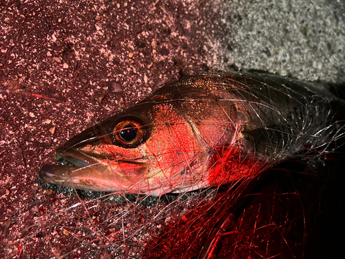 フッコ（マルスズキ）の釣果