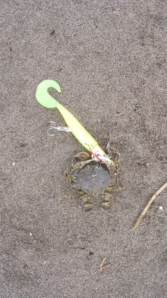 カニの釣果