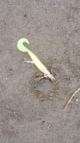 カニの釣果