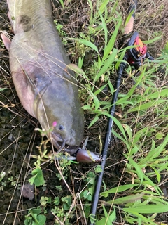 ナマズの釣果