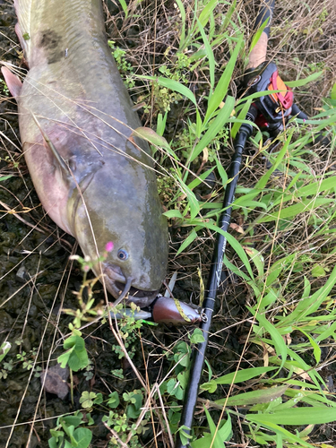 ナマズの釣果