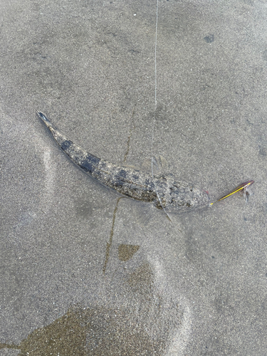 マゴチの釣果