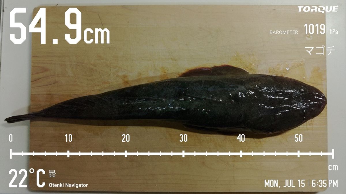 でっけさんの釣果 2枚目の画像