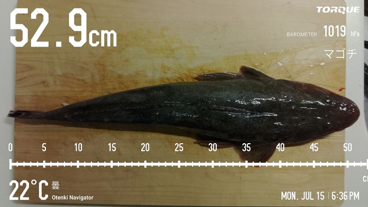 でっけさんの釣果 3枚目の画像