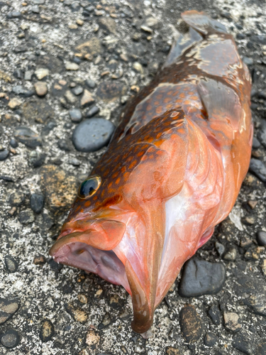 キジハタの釣果