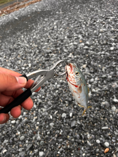 ワカシの釣果